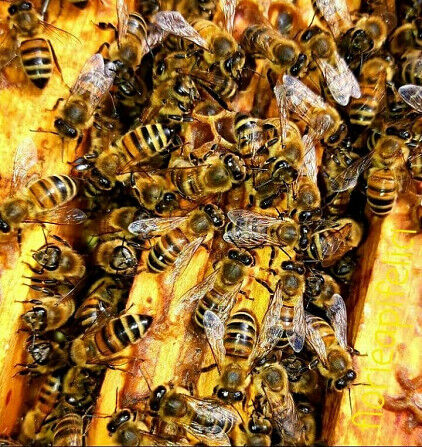 Myyn mehiläisyhdyskuntia, mehiläispaketteja