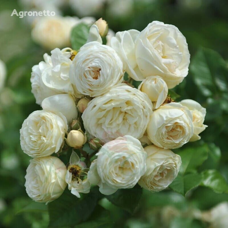 Róża Artemis koristepensas