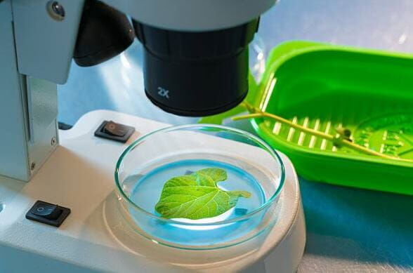 Agro Smart Lab Kasvien sienitaudit - sairauksia aiheuttavien patogeenien testaus